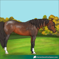 Horse Color:Bay 