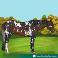 Horse Color:White Spotted Brown Appaloosa 