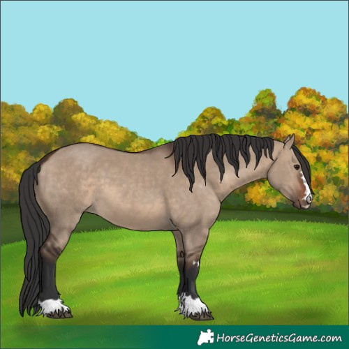 Horse Color:Brown Dun
