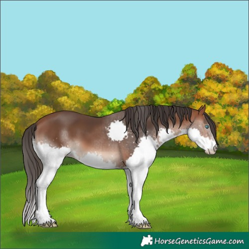 Horse Color:Bay Splash