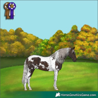 Horse Color:White Spotted Silver Brown Tobiano 