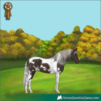 Horse Color:White Spotted Silver Brown Tobiano