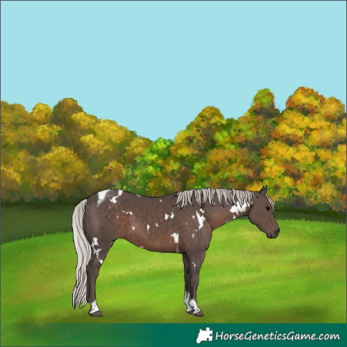 Horse Color:White Spotted Silver Black Tobiano 