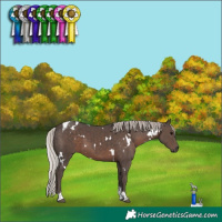 Horse Color:White Spotted Silver Black Tobiano