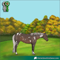 Horse Color:White Spotted Silver Black Tobiano 