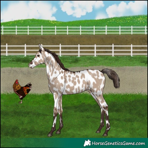 Horse Color:Liver Red Dun Leopard 