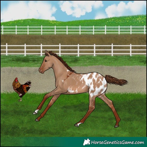 Horse Color:Red Dun Appaloosa 