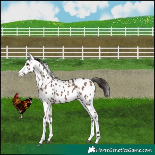 Horse Color:Liver Red Dun Appaloosa 