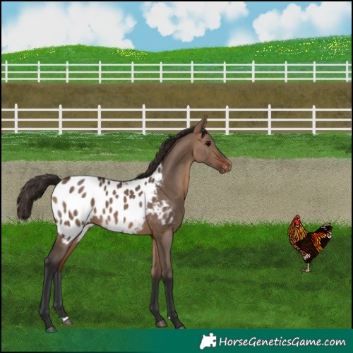 Horse Color:Bay Dun Appaloosa 
