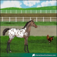 Horse Color:Bay Dun Appaloosa 