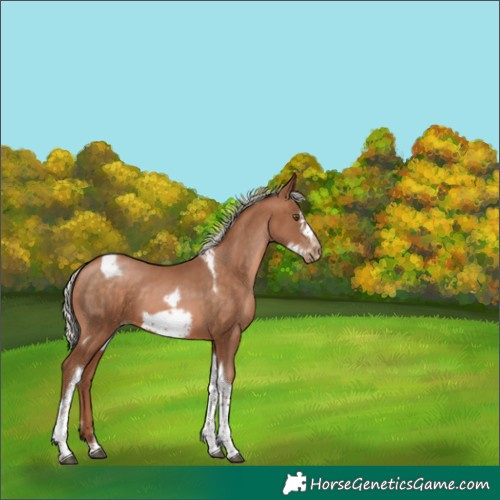 Horse Color:Silver Brown Pearl Tobiano Frame 