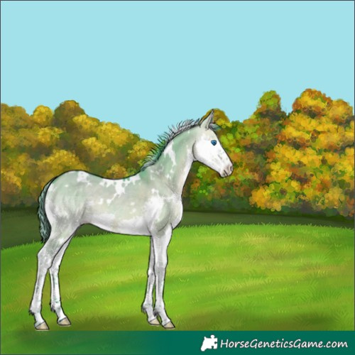 Horse Color:Watercolor White Spotted Bay Dun Splash