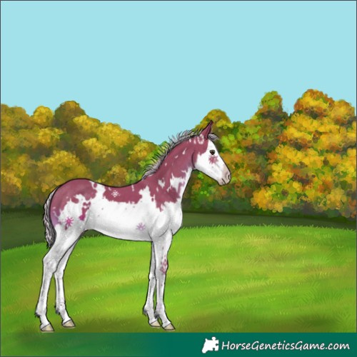Horse Color:Watercolor White Spotted Chocolate Palomino Splash 