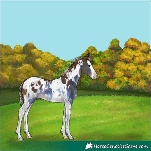 Horse Color:White Spotted Chocolate Palomino Splash Tobiano Blanket 