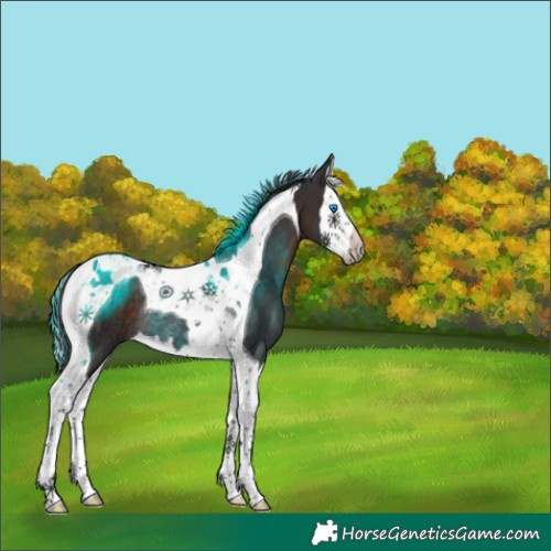 Horse Color:Brown Splash Tobiano Rabicano 