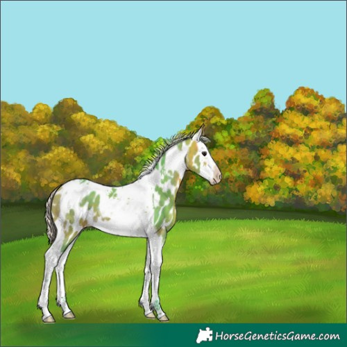 Horse Color:Watercolor Silver Buckskin Splash Tobiano Near Leopard 