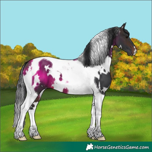 Horse Color:White Spotted Brown Tobiano 