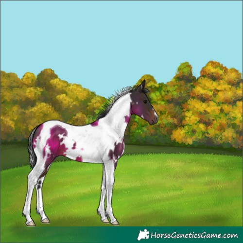 Horse Color:White Spotted Brown Tobiano 