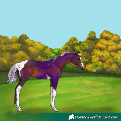 Horse Color:Silver Brown Tobiano 