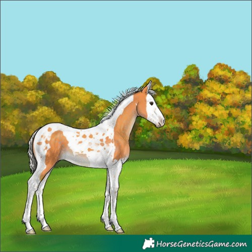 Horse Color:Watercolor Chocolate Palomino Splash Tobiano 