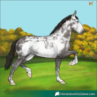 Horse Color:Liver Chestnut Ice Frame 