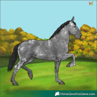Horse Color:Black Ice