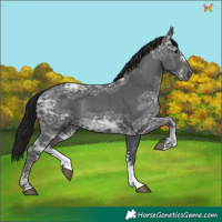 Horse Color:Gray Black Ice Sabino