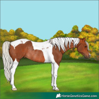 Horse Color:Silver Bay Tobiano Rabicano