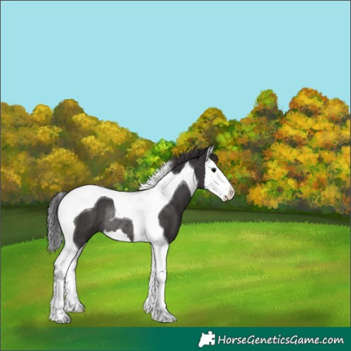 Horse Color:Smoky Black Splash Tobiano Rabicano 