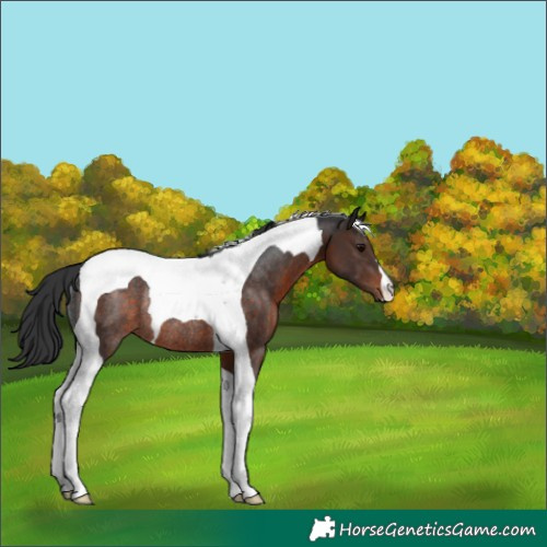 Horse Color:Brown Tobiano Rabicano 