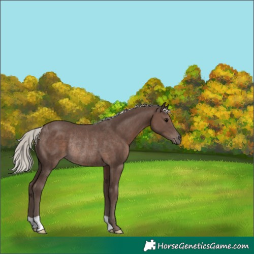 Horse Color:Silver Black Rabicano 