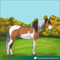 Horse Color:Bay Tobiano Frame