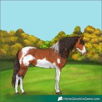 Horse Color:Bay Tobiano Frame