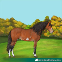 Horse Color:Bay Tobiano Frame 
