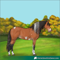 Horse Color:Bay Tobiano Frame 