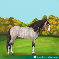 Horse Color:Bay Roan Splash