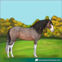Horse Color:Brown Roan Splash 