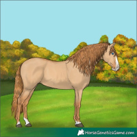 Horse Color:Red Dun Splash 