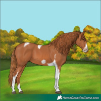 Horse Color:Chestnut Tobiano Frame 