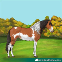 Horse Color:Bay Tobiano Frame