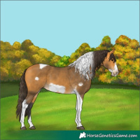 Horse Color:Buckskin Tobiano Frame 
