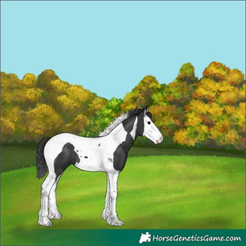 Horse Color:Black Splash Tobiano 