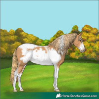 Horse Color:Chestnut Tobiano Frame