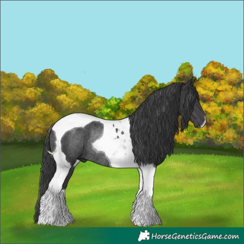 Horse Color:Black Tobiano Rabicano 