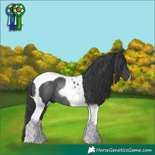 Horse Color:Black Tobiano Rabicano 