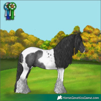 Horse Color:Black Tobiano Rabicano