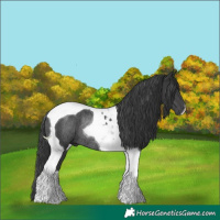 Horse Color:Black Tobiano Rabicano
