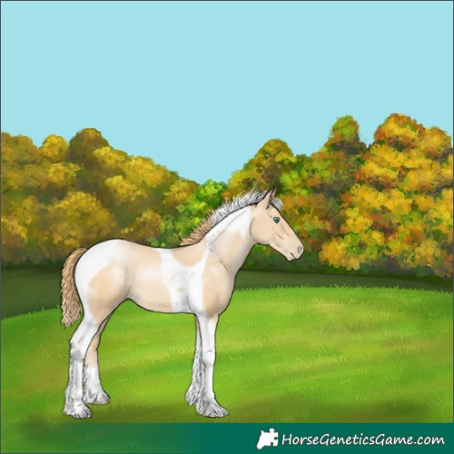 Horse Color:Smoky Black Pearl Tobiano 