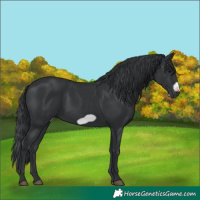 Horse Color:Black Frame 