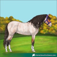 Horse Color:Bay Roan 
